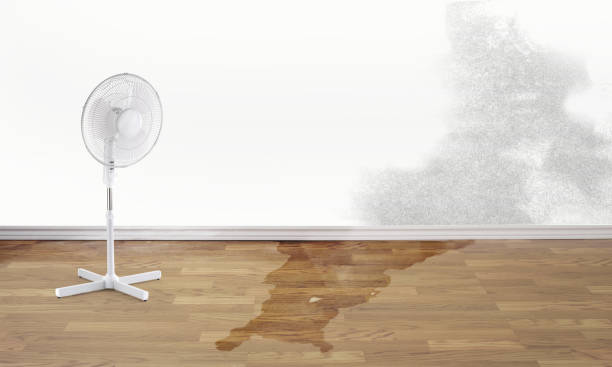 Best Flood damage cleanup  in Carolina Forest, SC