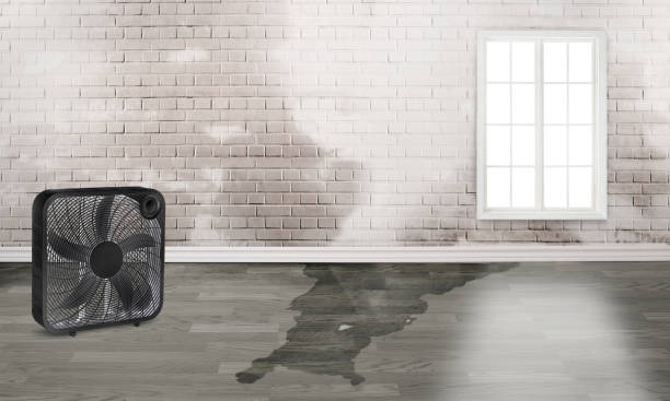 Best Commercial water damage restoration  in Carolina Forest, SC